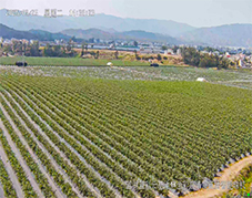 云南楚雄藍(lán)莓種植基地使用開寧4K全彩慢直播攝像機(jī)實(shí)時(shí)直播
